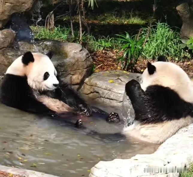 好奇和三妹面对面坐在水池里泡澡，好开心好自在啊！不知道它们在聊什么，好奇开心得翘