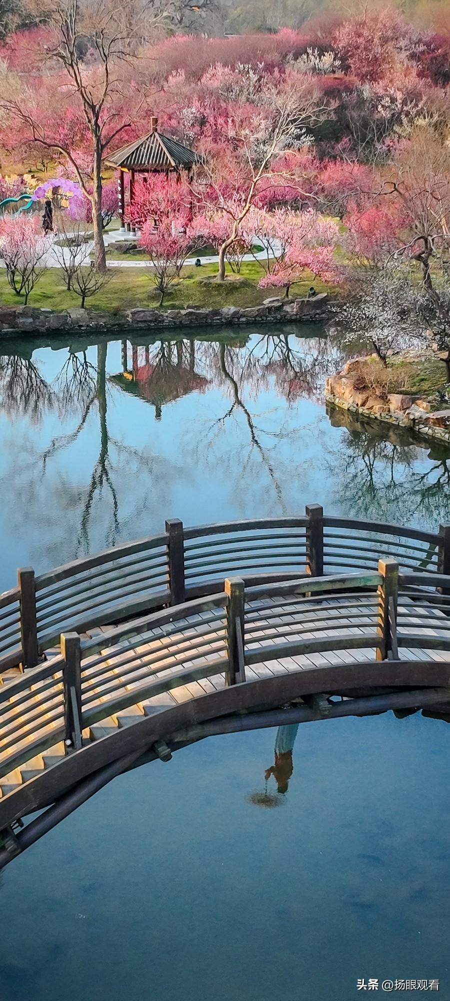 扬州瘦西湖湖上梅林，占地约150亩，近万株梅花沿水绽放，汇集宫粉、绿萼、朱砂等数