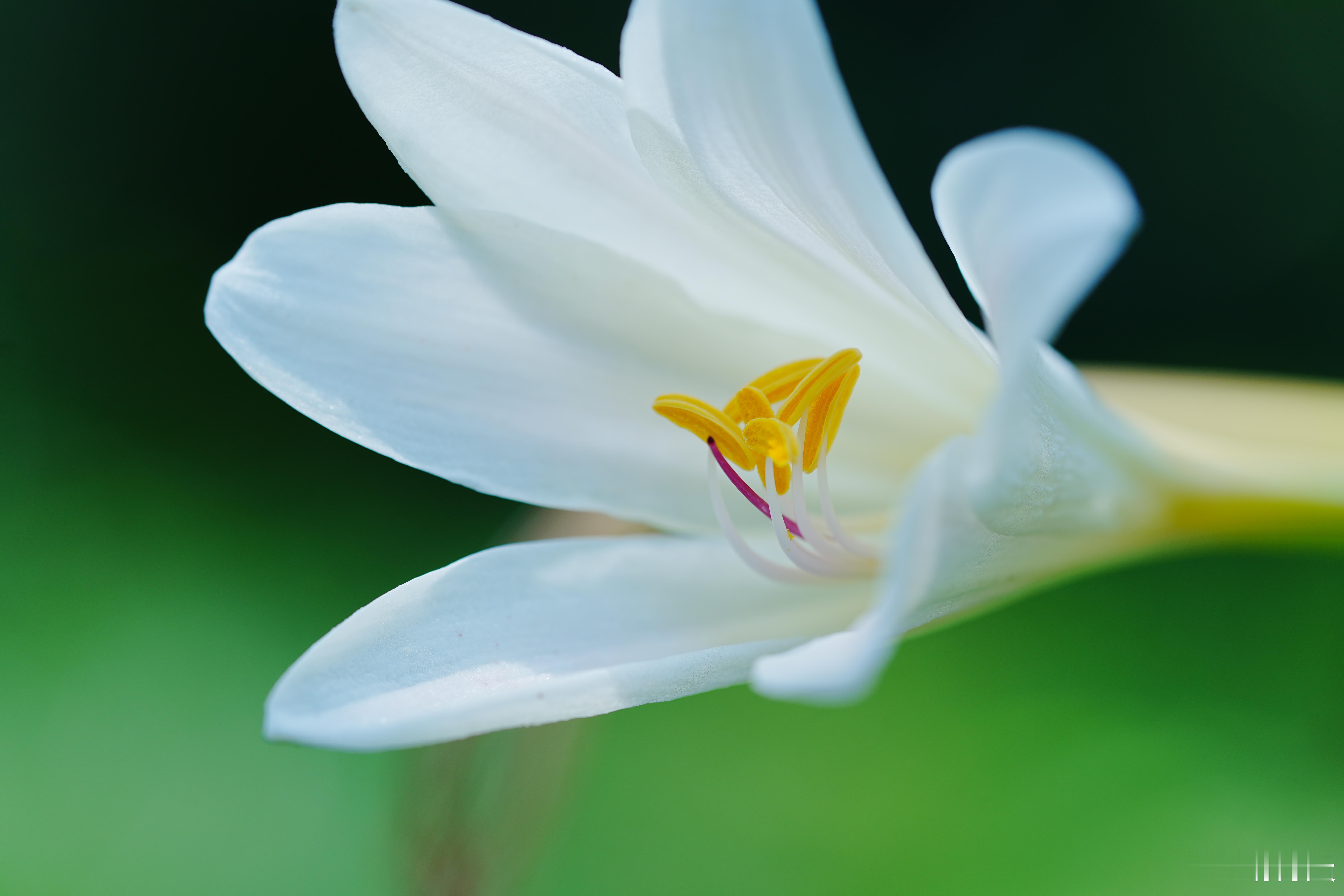 石蒜科的花跟萱草（黄花菜）看上去很像摄影分享 ​​​