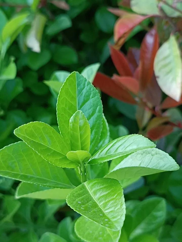 春日生活打卡季春天的气息，花草绿植都长出长出了鲜嫩的嫩芽。早晨太阳升起的时候，花