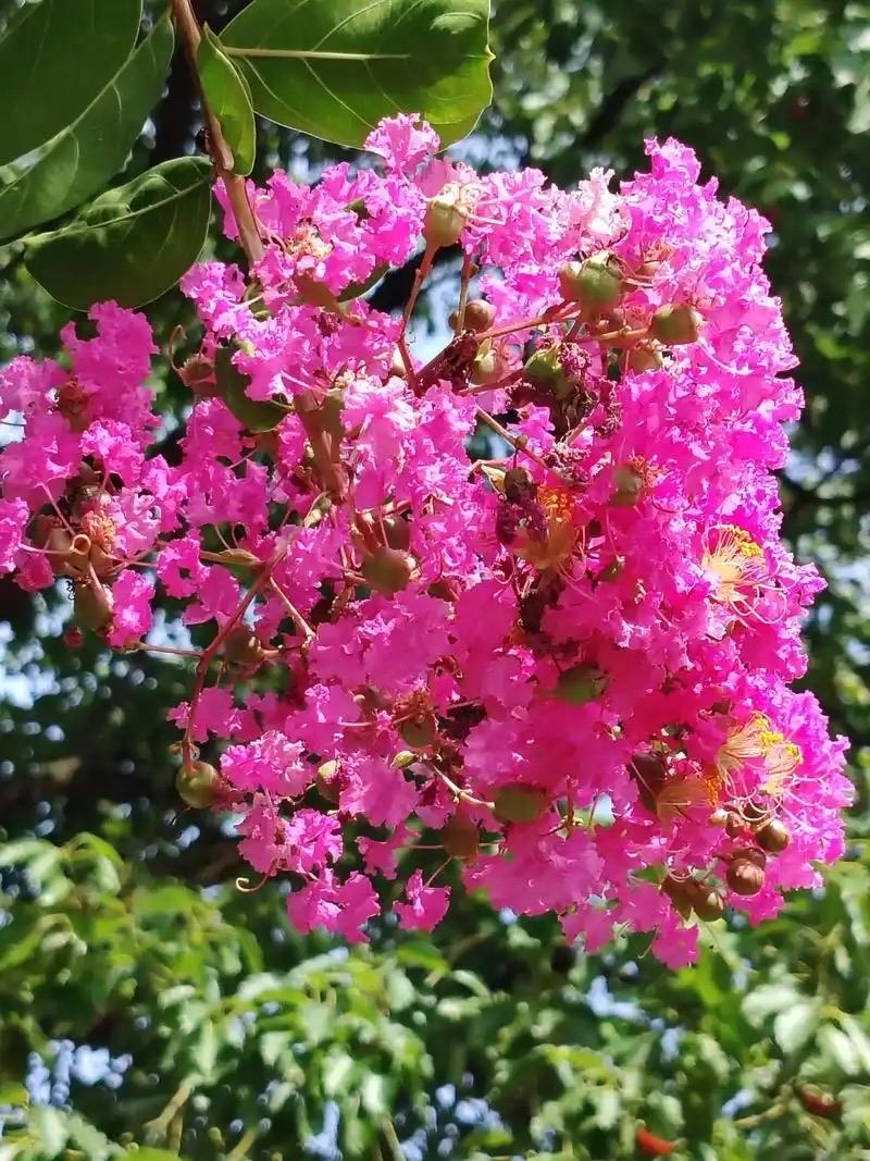 南乡一剪梅 · 紫薇漫燃

炎夏莫生哀。绚丽云霞小院栽。不借春风争艳色，红亦倾怀