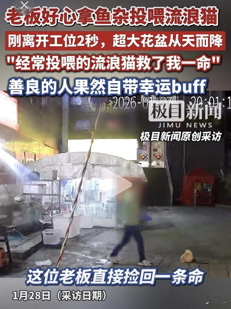 烤鱼店老板喂流浪猫竟“躲过一劫”，2秒之差花盆砸碎工作盆！网友：真是猫来报恩了？