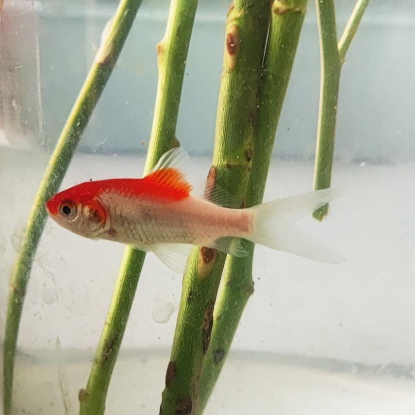 我骗老公说，我买了50块钱的玫瑰花，一支10块钱……

晚上跟老公视频，我说我买