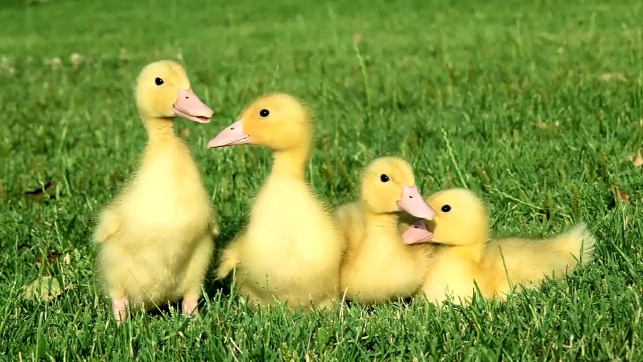 🦆 先搞懂：为啥鸭绒突然成 “白色黄金”？
一.鸭子变少了，绒自然不够用
前几