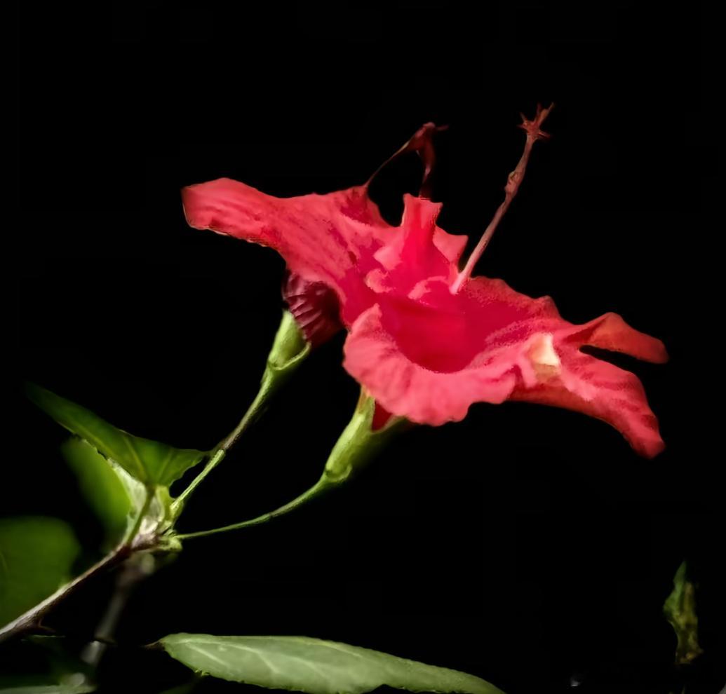 洋洋高锐”渴望花红◎爱……吗她……渐行渐远我……送着……送着心就凉了◎缘……呢我