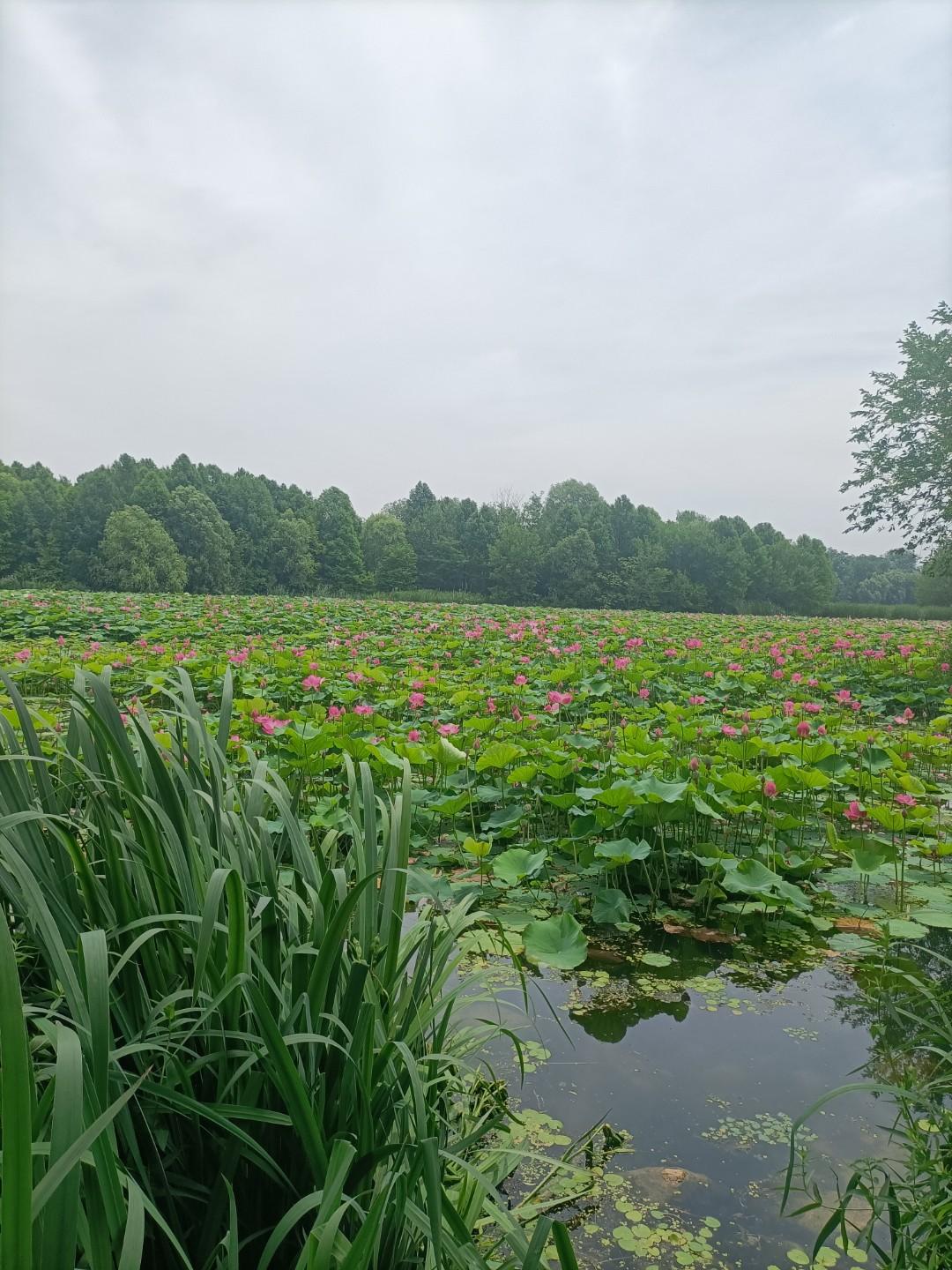 大哥虽然多子多孙，但架不住做弟弟的能杀


五胡十六国时期，北燕出了位明君冯跋，