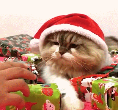 猫猫：都是我的，都是我的 