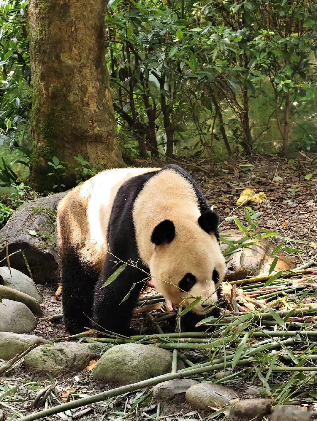 #你认为哪种神兽最能代表中国# 我先说，肯定是龙，我们是龙的传人这已经是刻在我骨