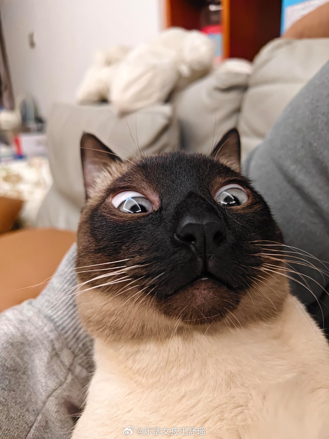 论穿衣服对暹罗能有多大影响一个冬天给脖子穿出一条分界线要是穿镂图案的衣服 岂不是