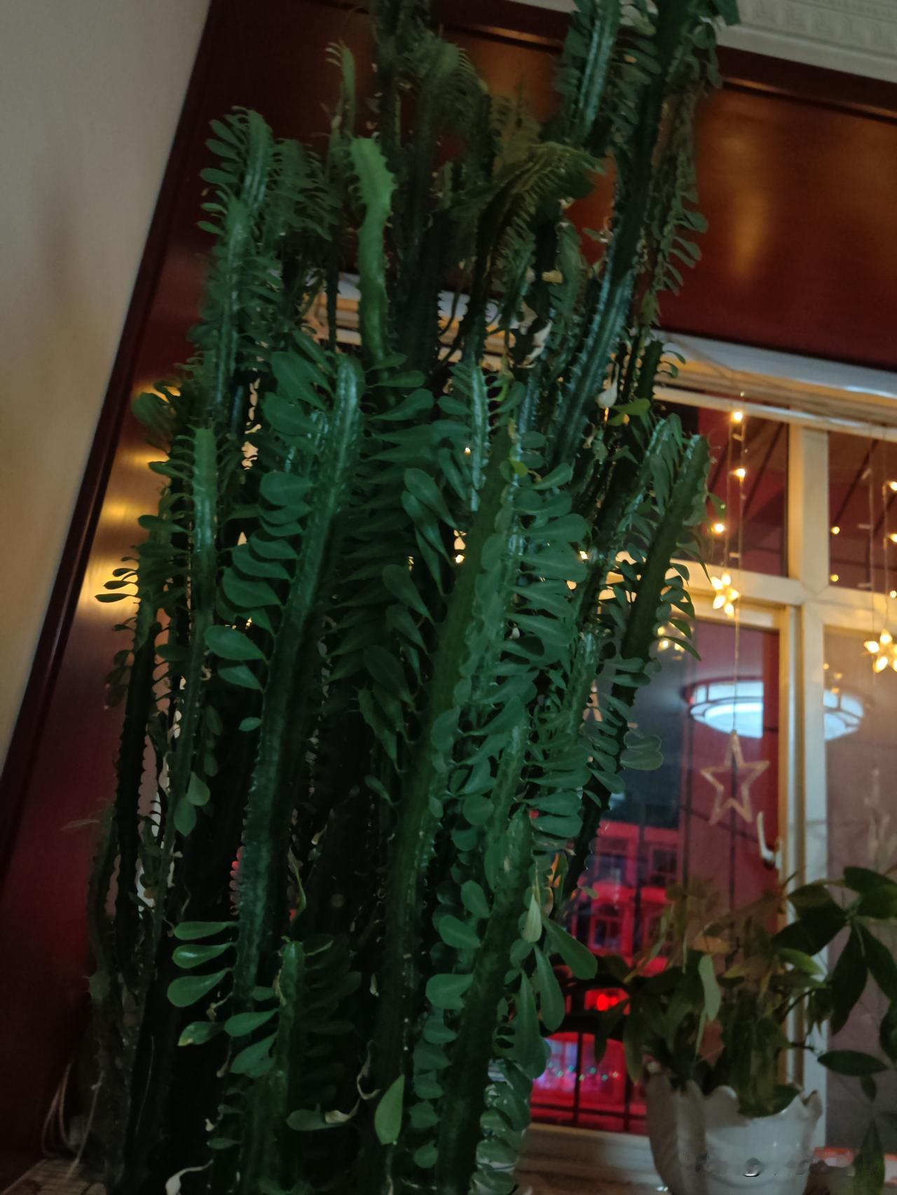 我们这一代人是体会过浓浓年味的人，
那时候穷，
过年能🈶平时吃不到东西，
平时