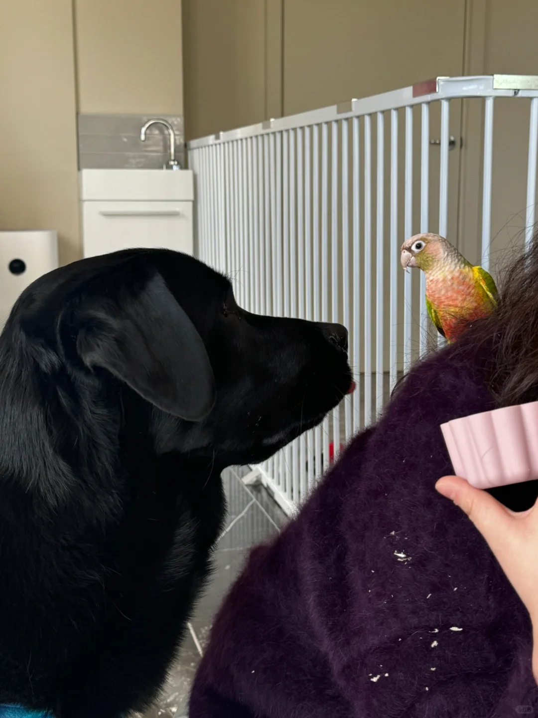 我的小狗有了第一个小太阳鹦鹉朋友