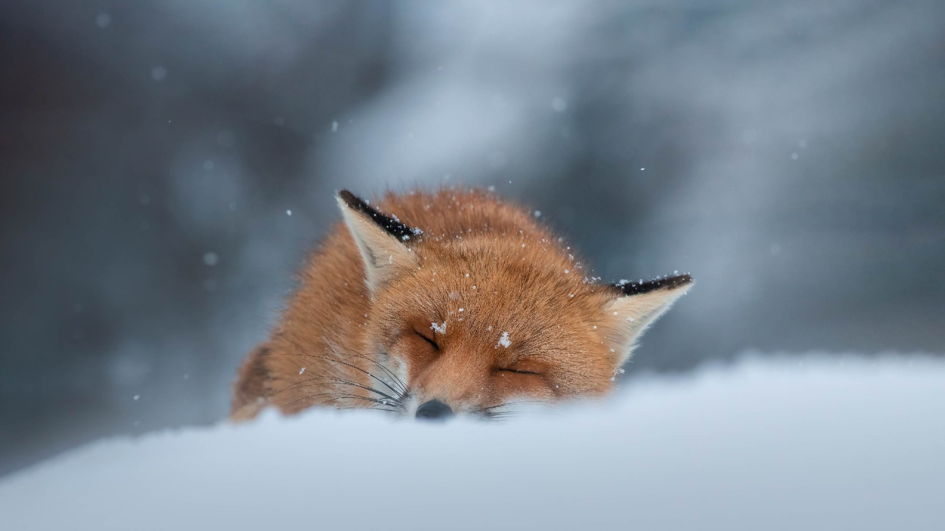 bing壁纸 必应壁纸Red fox sleeping in the snow,