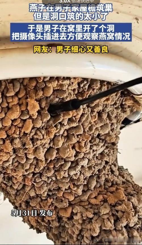 屋檐下飞来一对巧燕，攒了半月泥巴，搭出葫芦形的封巢，只留一个细窄入口，任谁站在底