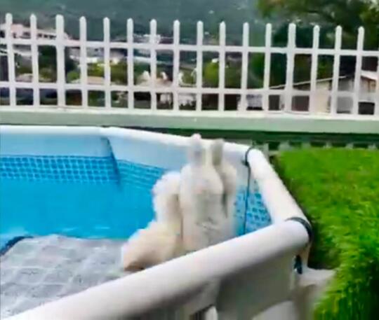 妈妈不给我报名游泳班我直接跳入水💦報警呀