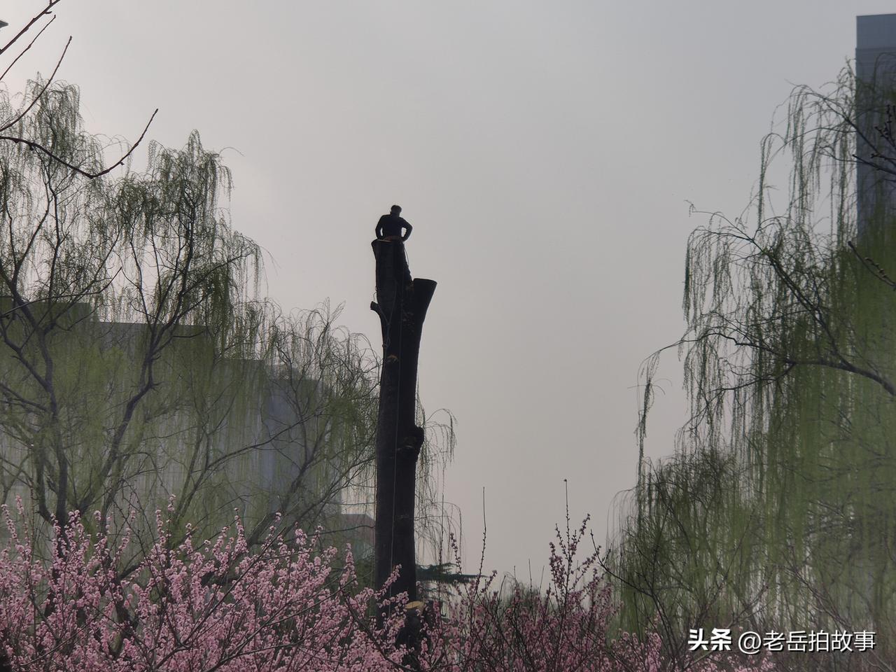 树高人为峰！今天上午去郑州市人民公园遛弯，看到几位师傅们在给一棵参天大树“理发”