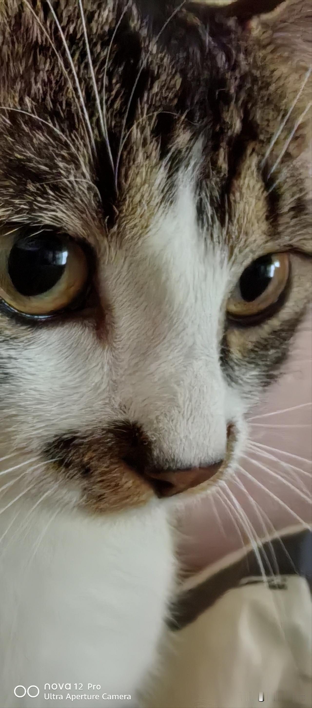 猫咪超萌的动作我的猫猫可爱不，顽皮又聪明，总是给人意想不到动作。