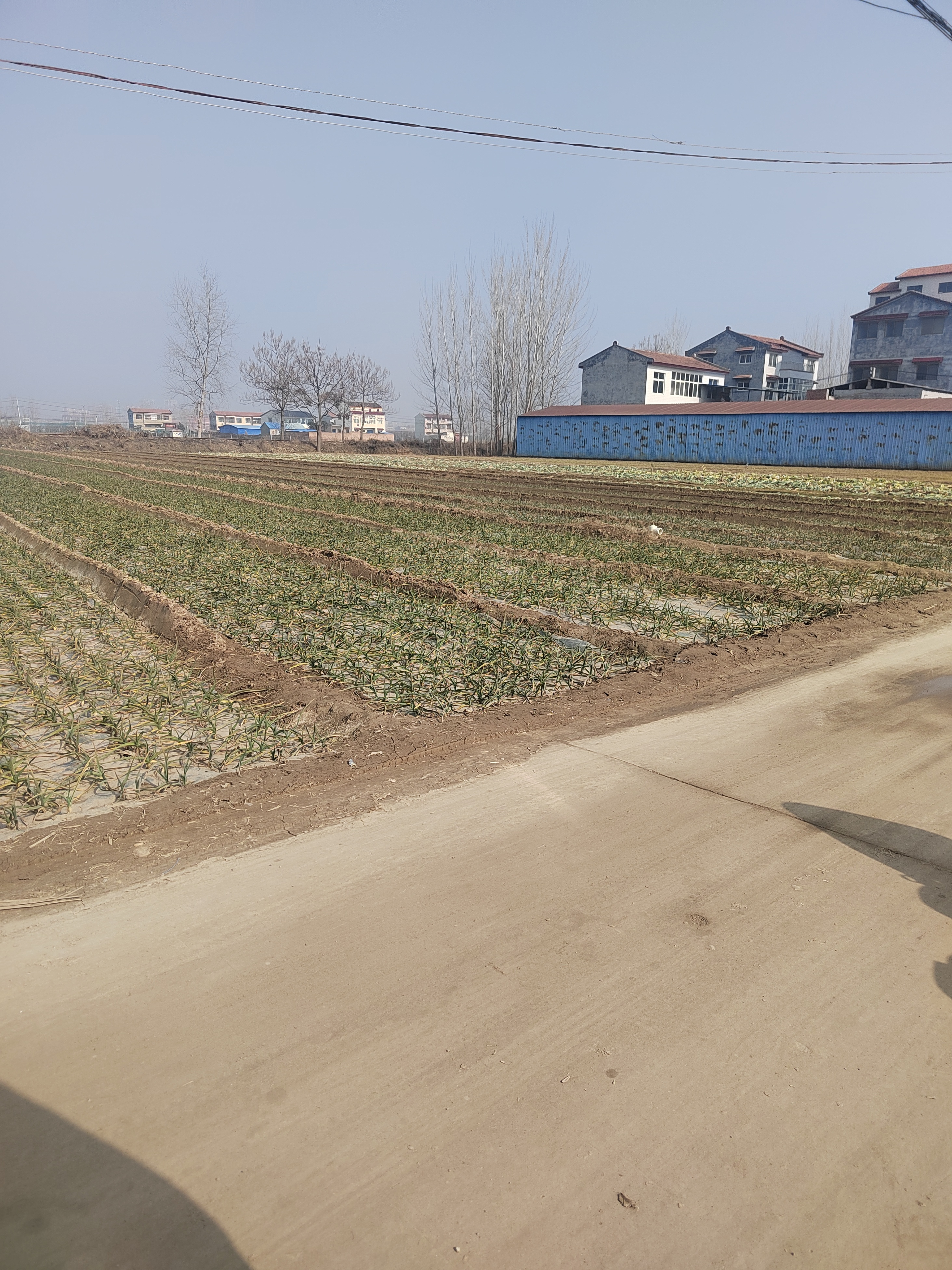 今天天气不错上午带着娃回村里撒欢空气通透，视野开阔暖阳漫裹周身看着不是太绿的庄稼