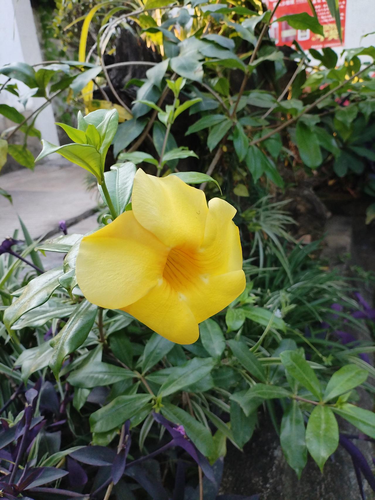 晒图笔记大赛黄色的花朵绽放出美丽的身姿