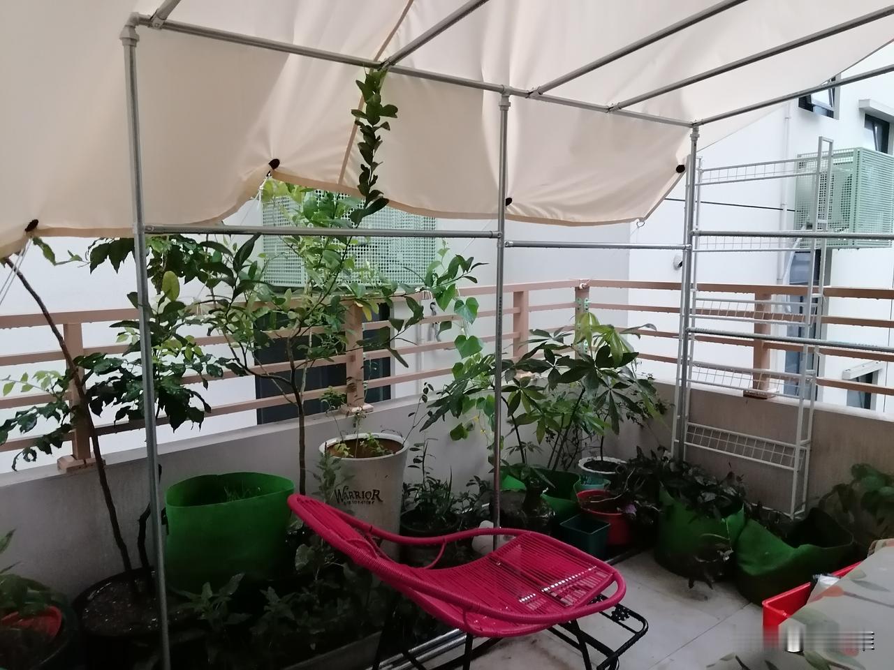 退休第627天，早安。

早上我推门看了下阳台，看来昨晚狂风暴雨算是过考了。
