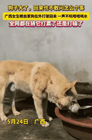 广西一女子在网上晒出自家狗子打架回家的视频，说这狗子打架回家一个劲儿地喝水，身上