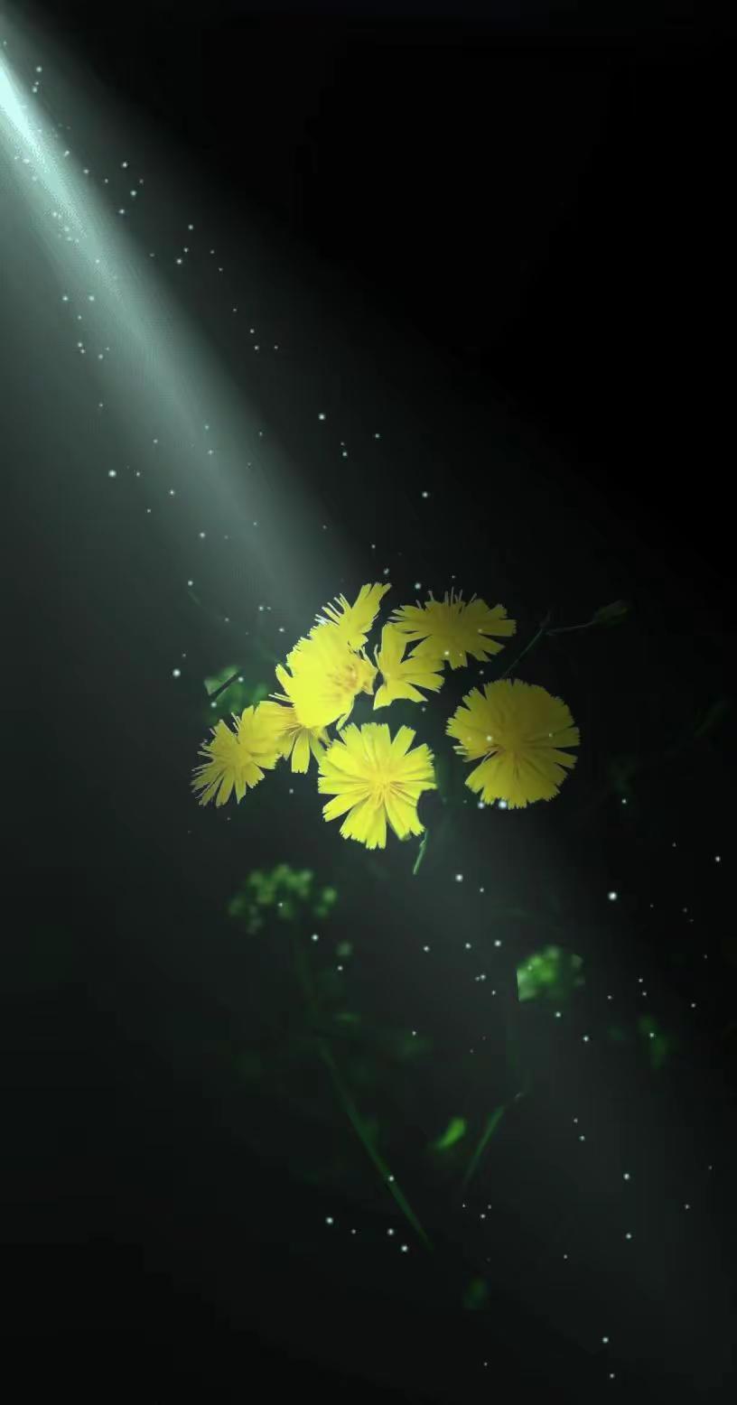 岁月离不开的光与诗。黑暗背景的花 拍花也是一种自愈 拍花也是一种禅定 拍花随记
