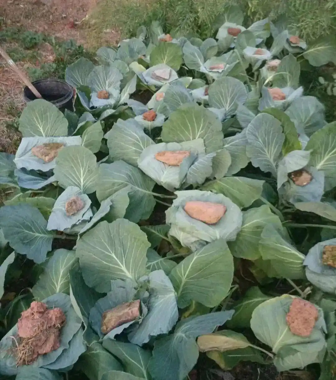 每棵菜上面都压着一块土，这是什么操作？是怕它跑掉吗？ 