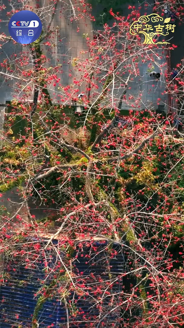 跨越千年的植树接力中国人爱种树已刻进DNA5000岁的黄帝手植柏还在抽新芽，40