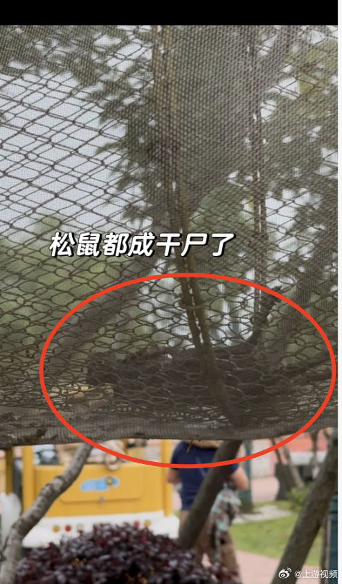 #游客误把松鼠粮食和毛发当成干尸#【游客称常德野生动物园“松鼠被晒成干尸”？园方