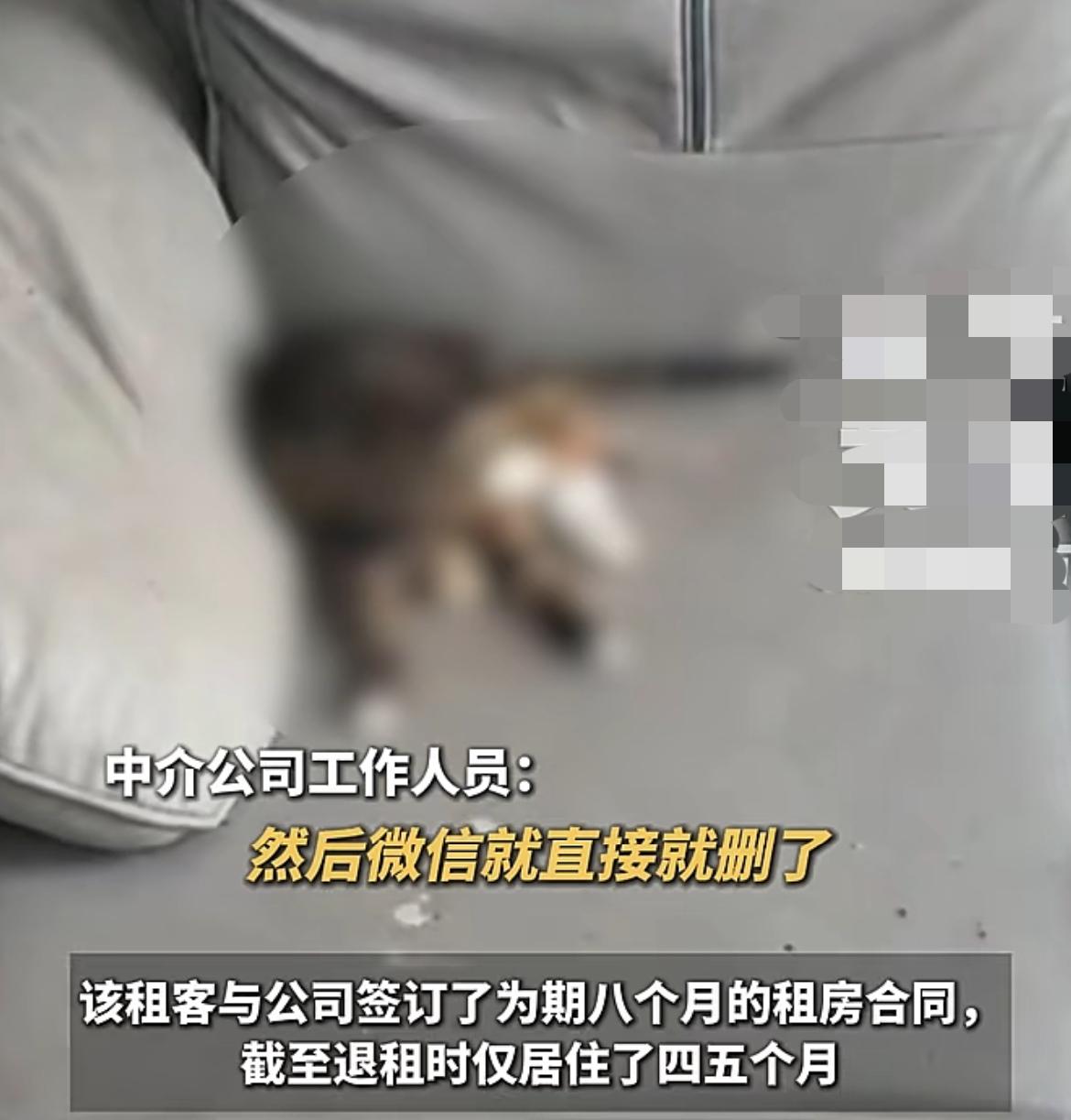 最害怕的事情还是发生了…
河南，一租客不讲诚信、违约退租，甚至将自己养的猫咪丢在