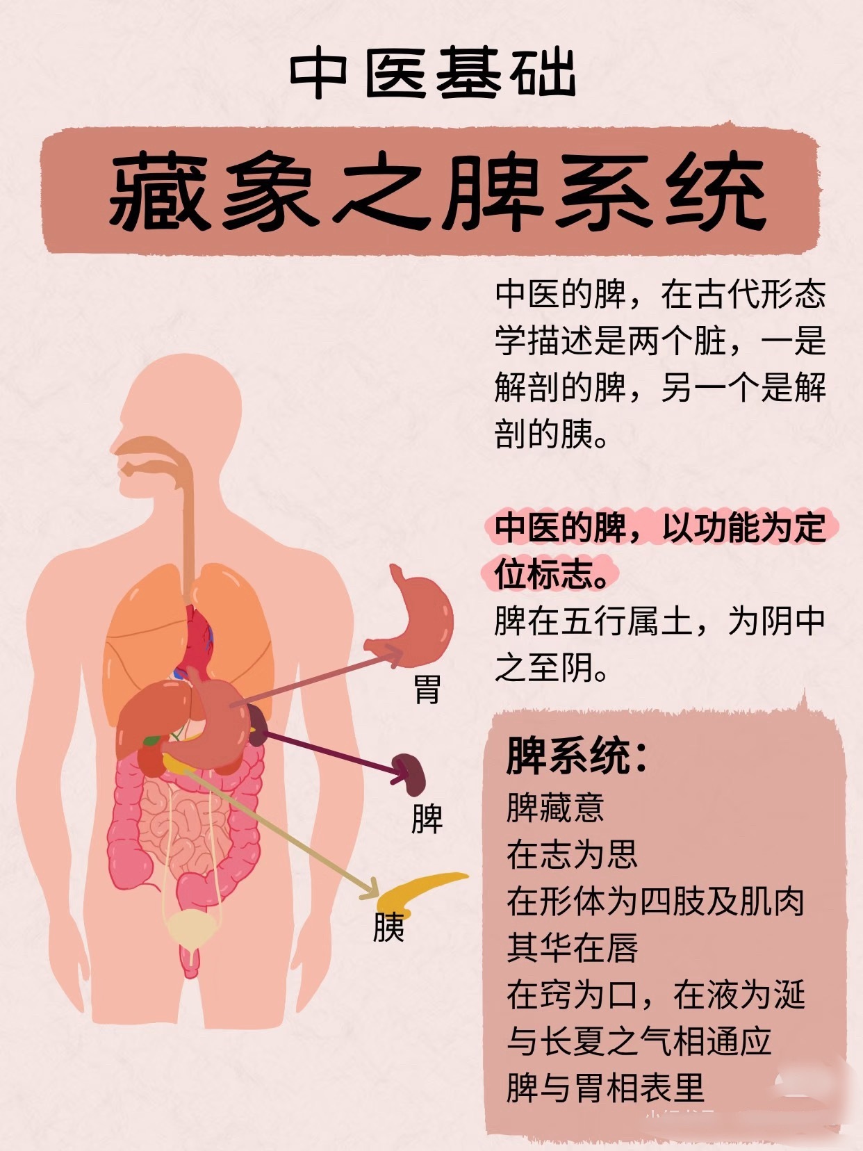 发现脾胃喜欢一切温和的食物突然就到了该养生的年纪，昨天跟朋友聊天，糖高了，自己也
