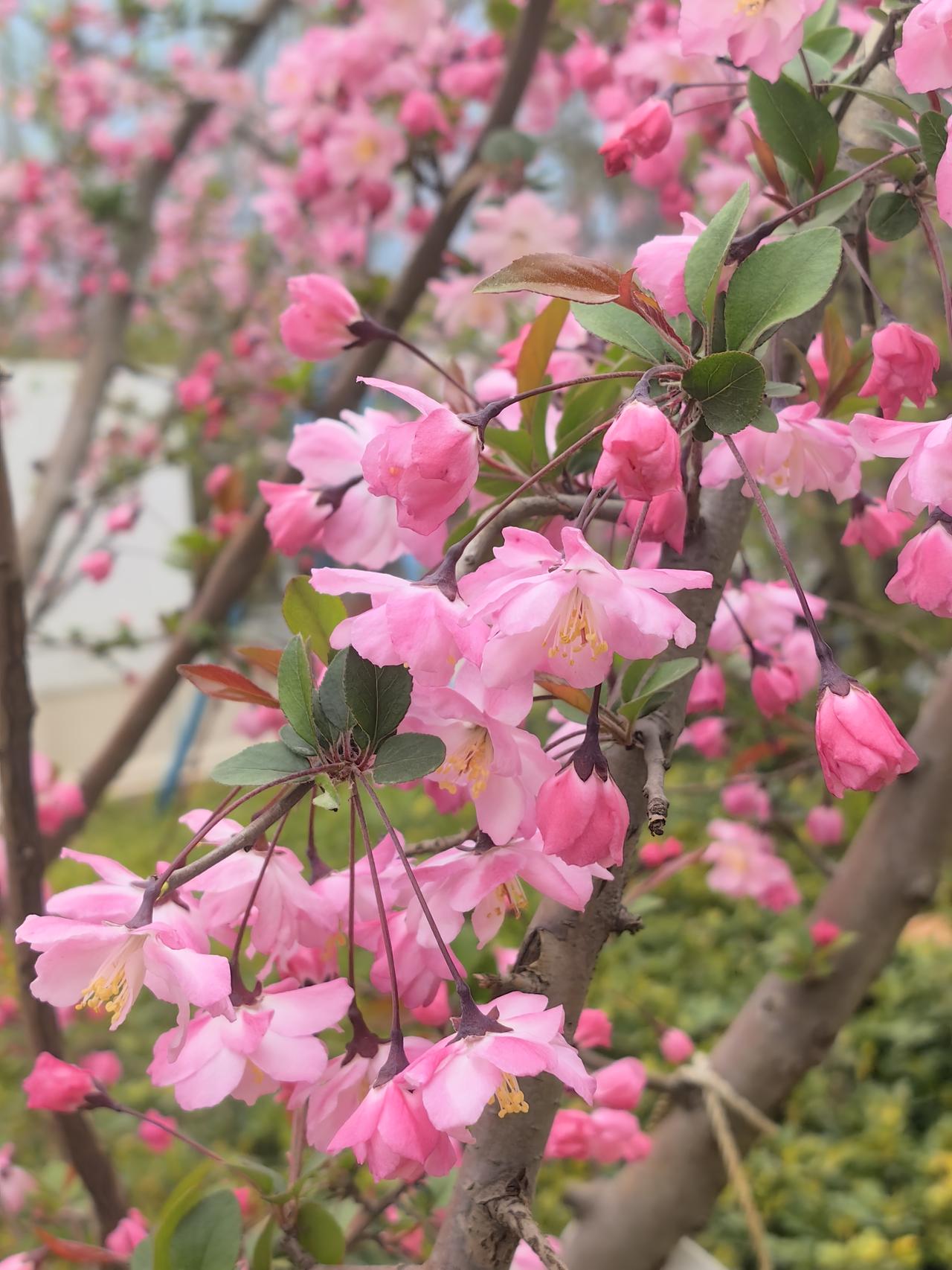 海棠花常指蔷薇科苹果属/木瓜属多种观赏花木的统称，有“花中神仙”、“国艳”、“解