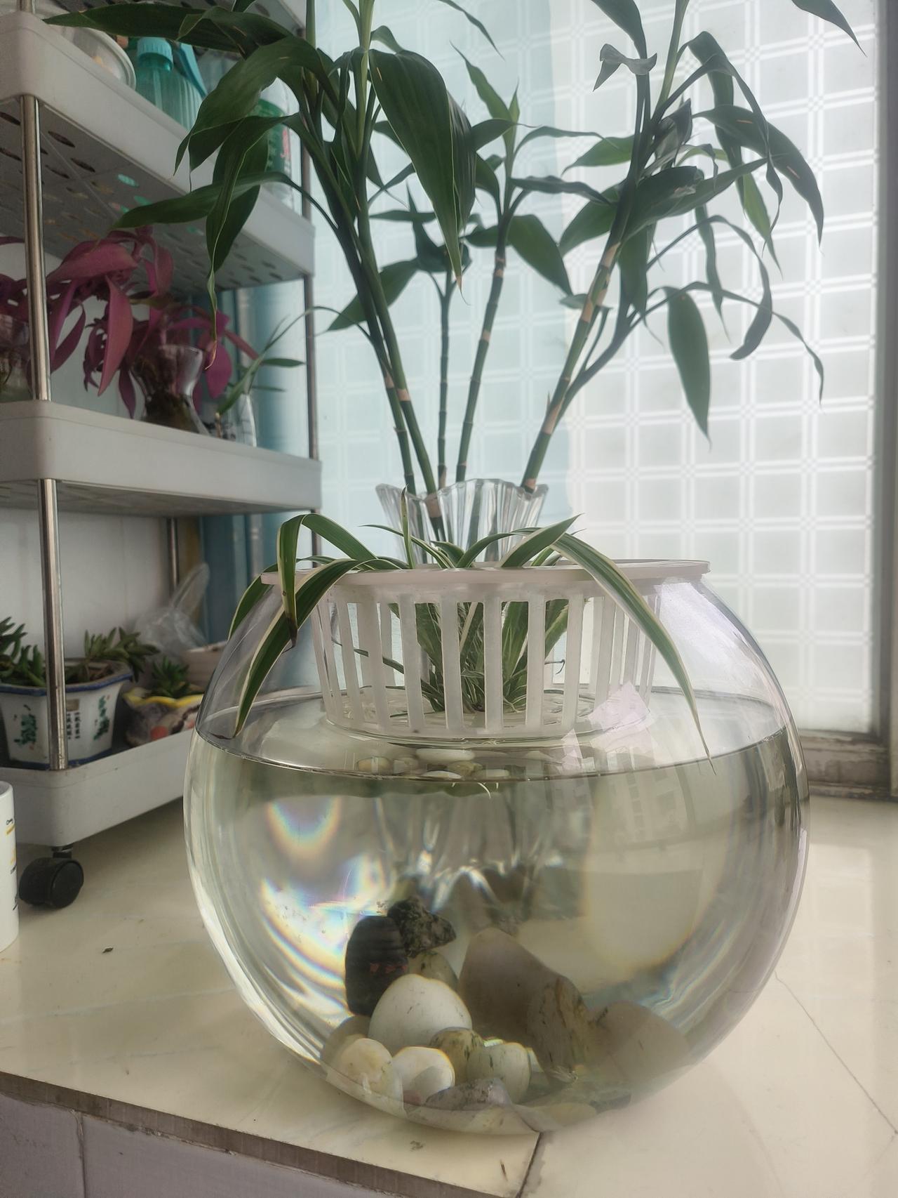 家里买蚂虾，看见蚂虾不错，弄了两只放到鱼缸里，居然活了，一周过去了，可能已经适应