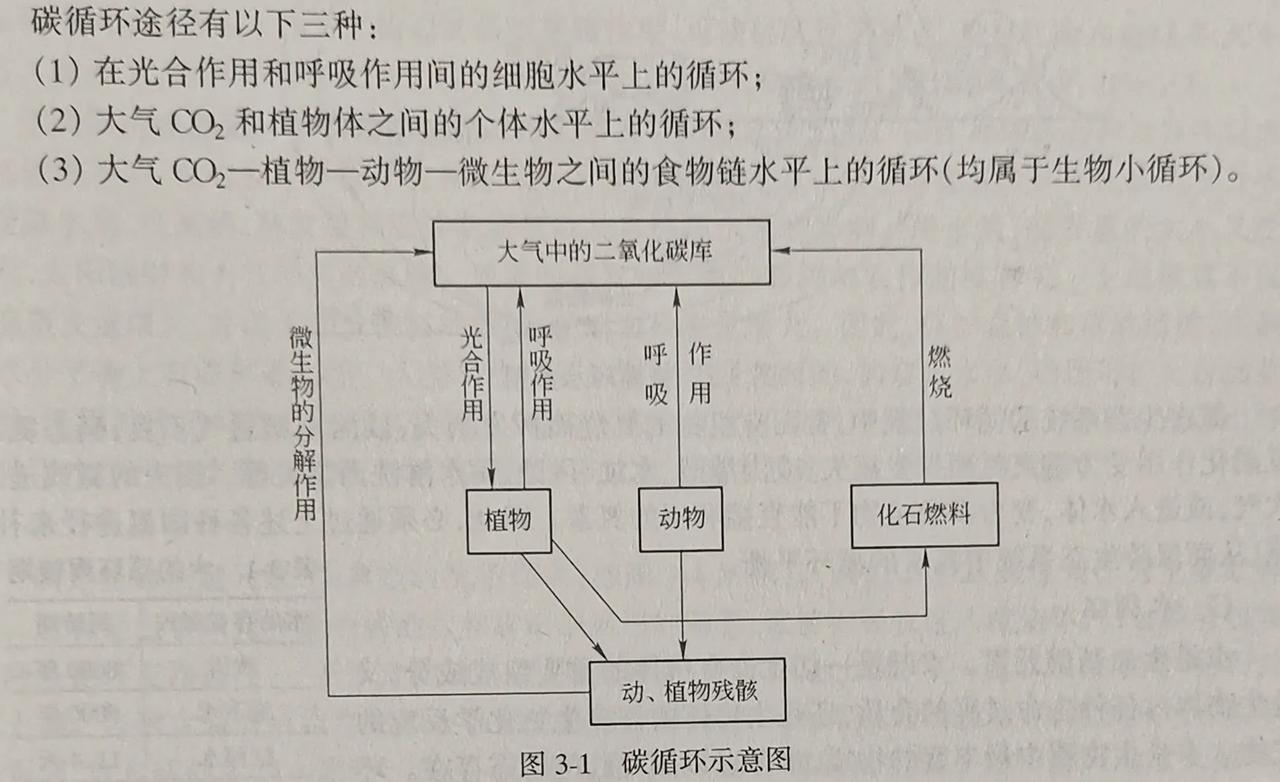 碳循环示意图