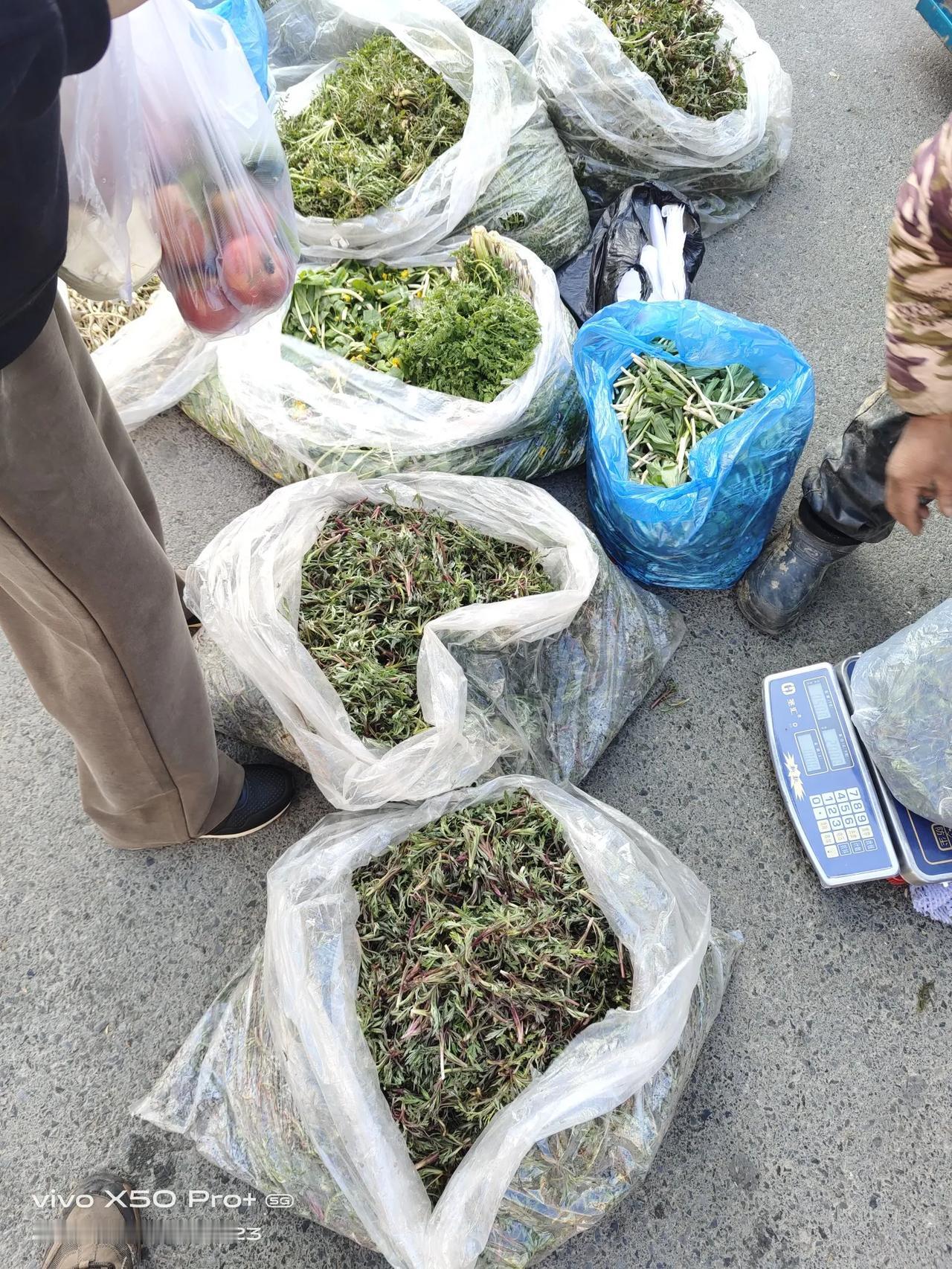 外地游客到蛟河游玩，蛟河早市也是个不错的去处，现在蛟河山野菜大量上市，品种多，价