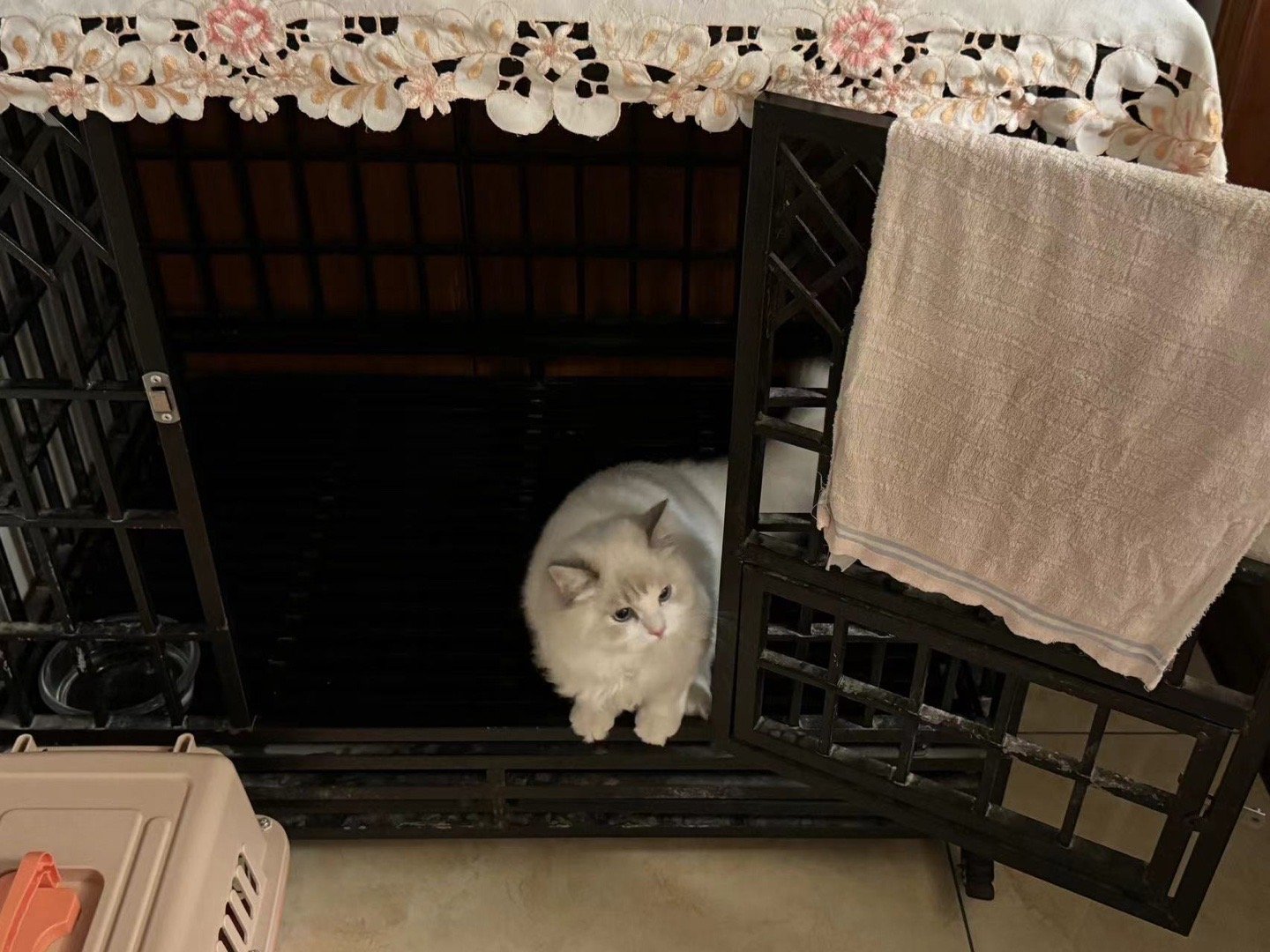猫：第一次见面就不客气了，这窝让我睡狗：谁才是真的狗（家长） ​​​