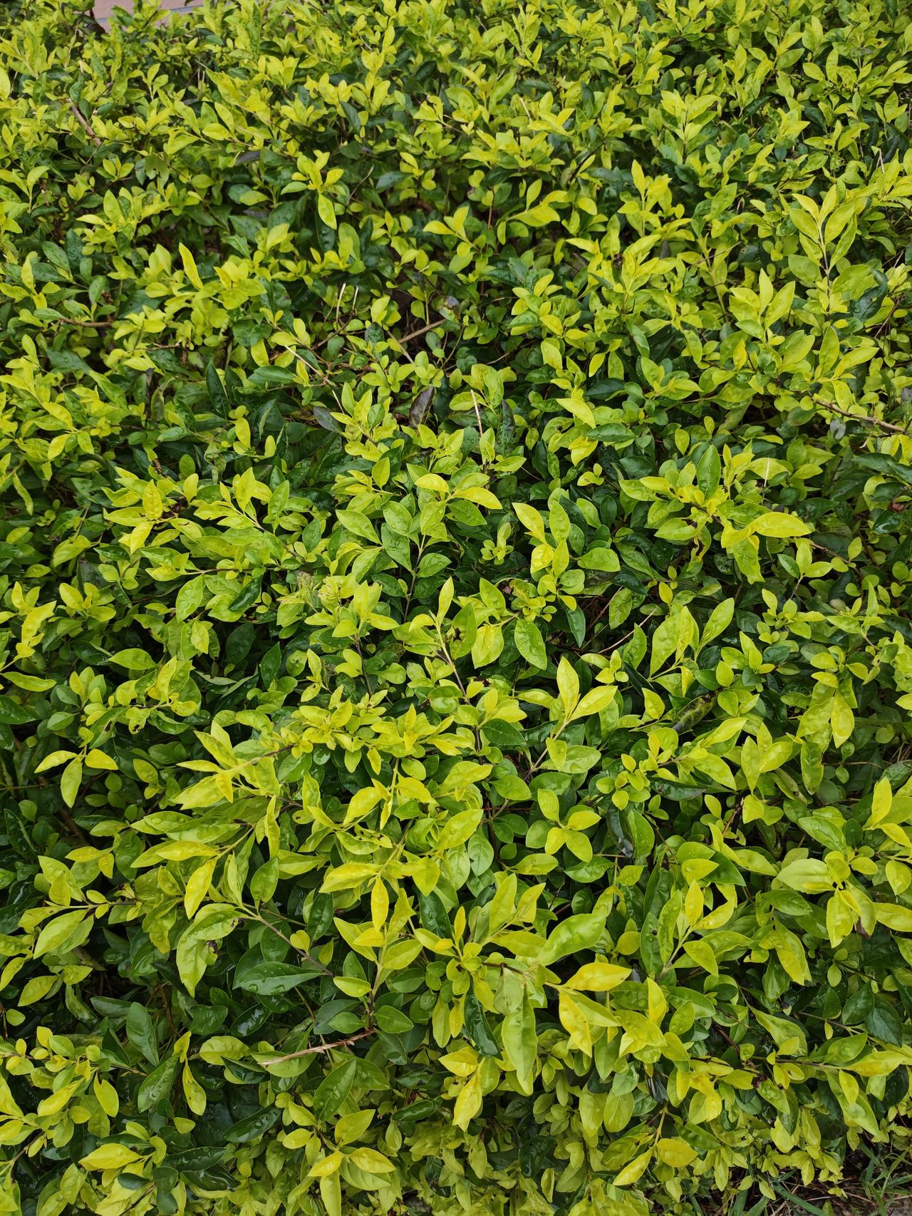 公园美景随拍深圳连续下雨，人感觉难受，但这公园里的绿植被雨水一淋，长得更加翠了，