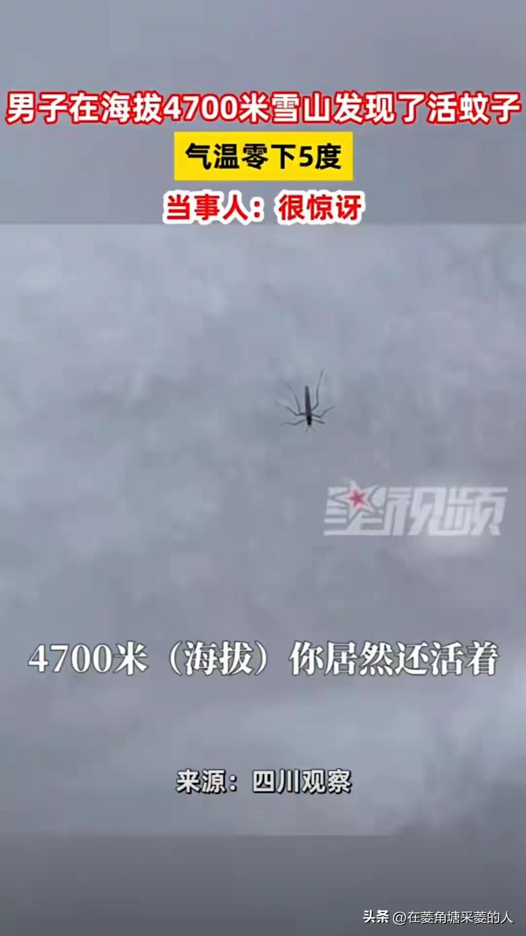 离谱！见海拔4700米雪山惊现活蚊子，见鬼了，零下5度也冻不死？呼出的气能瞬间变