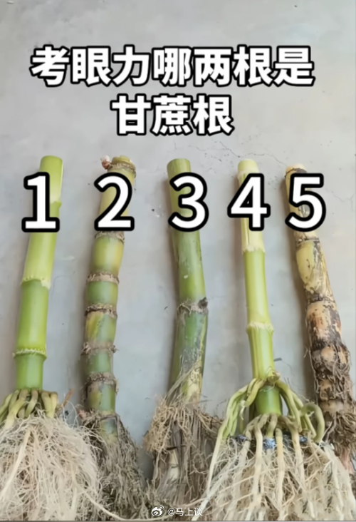 考眼力，哪2根是甘蔗根？ ​​​
