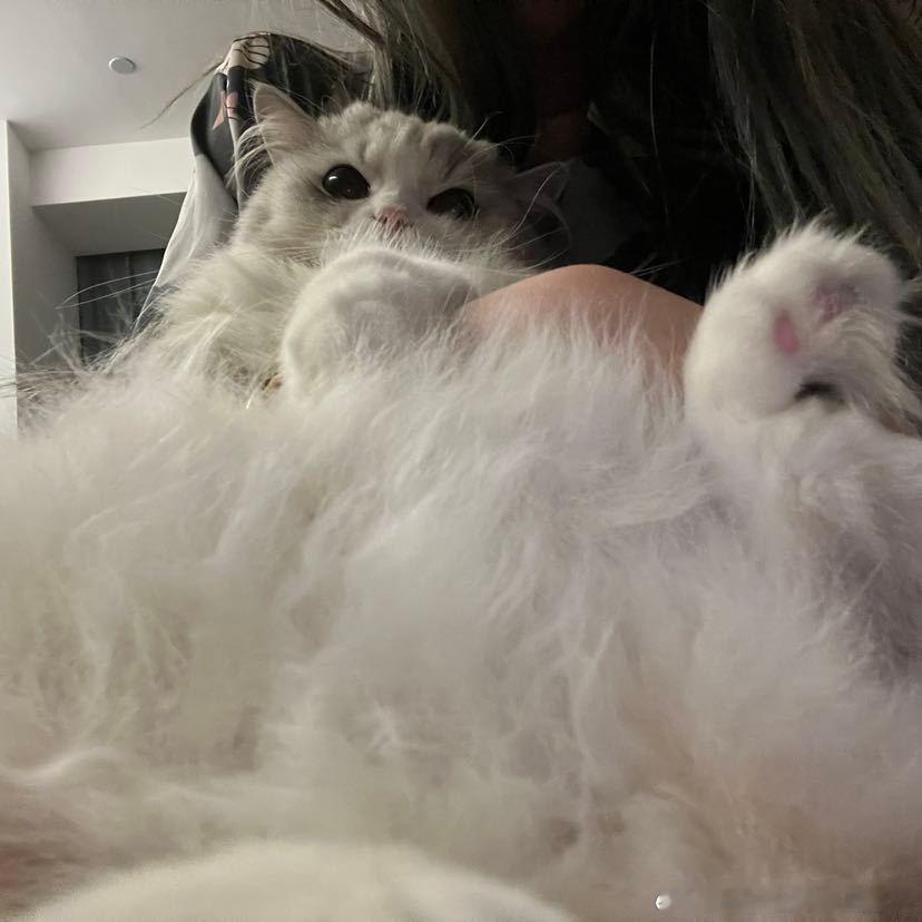 不丢可爱丢包乖乖的躺在妈妈怀里😺 