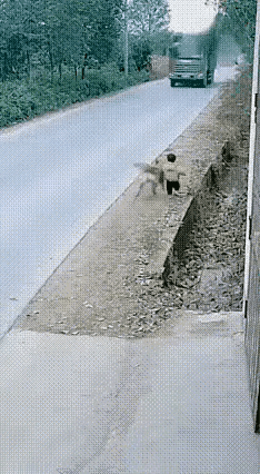 惊呆所有人：太震撼了，还以为小狗调皮，把小主人挤下马路，看到后面开过来的大货车侧