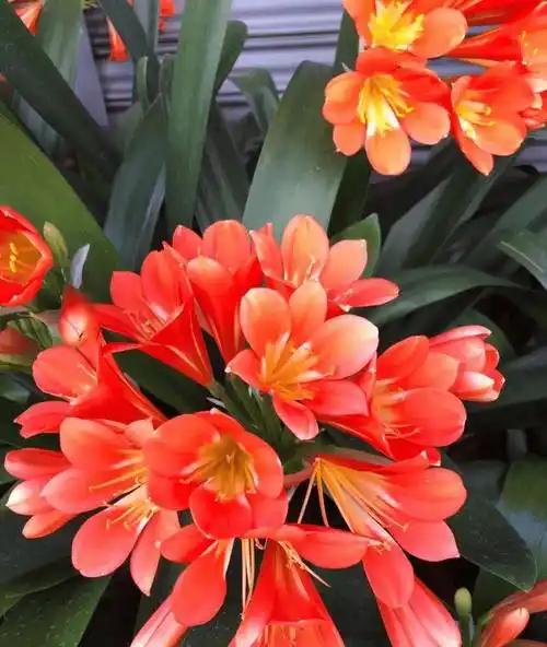 🔥女儿踢坏邻居君子兰被索赔7万2，父亲当场转账后反手维权，这堂课太戳心
 
真