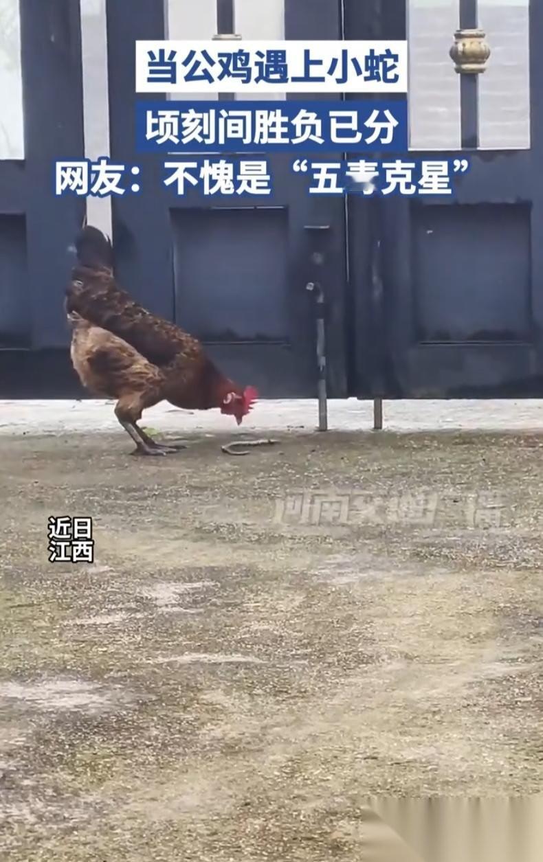 “这鸡真没白养！”江西，女子在家中休息，隐约感觉门口有点动静，下意识抬眼一看，差