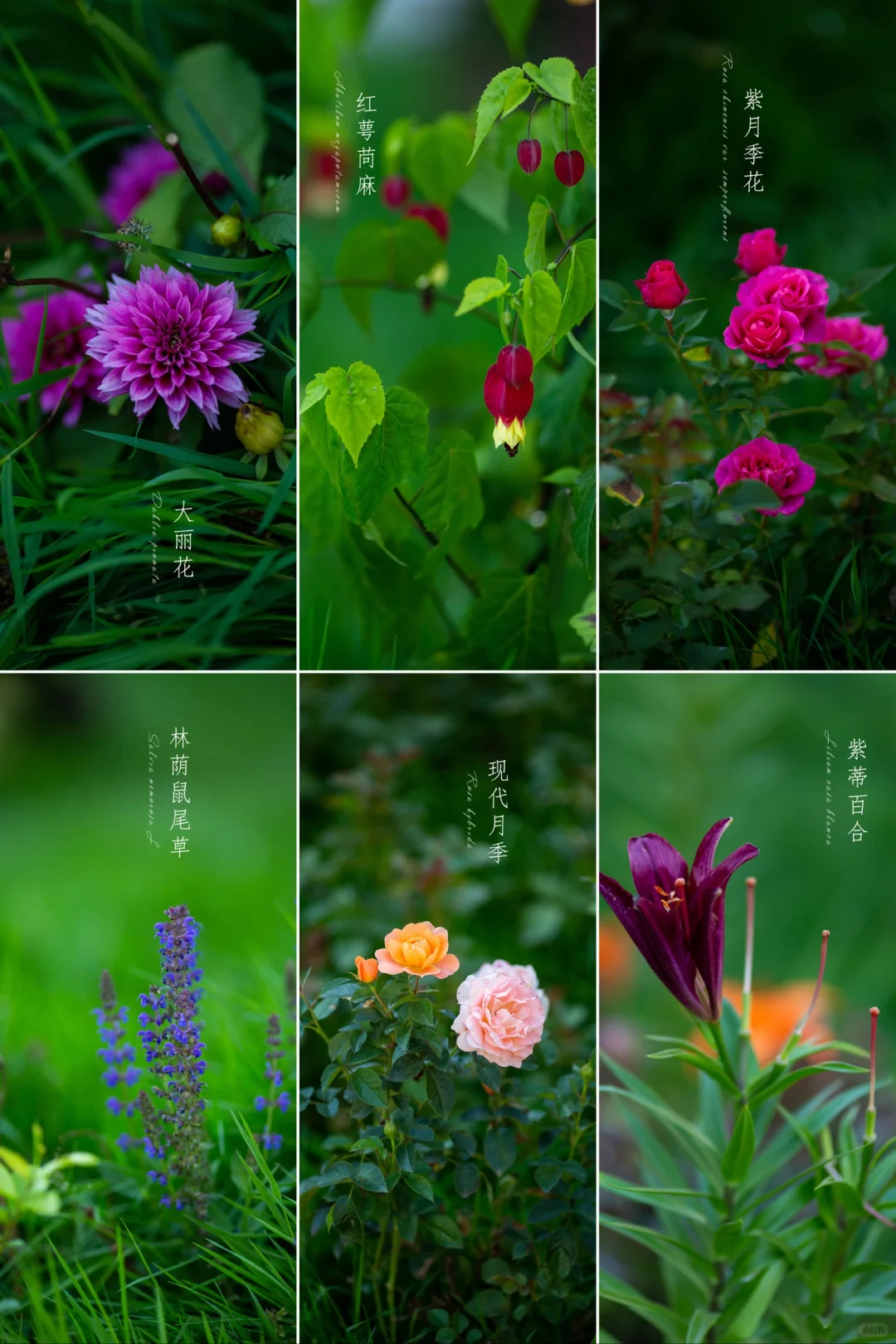 带你一起拍夏天的花——