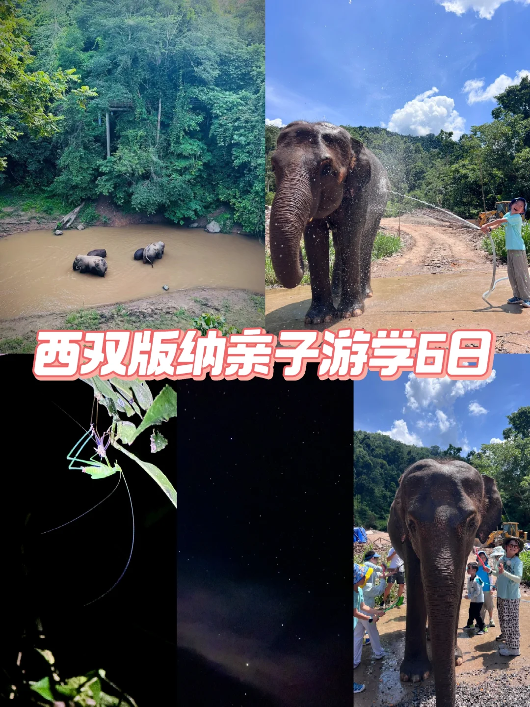 运气爆棚在野象谷给大象洗澡 露营看到野象