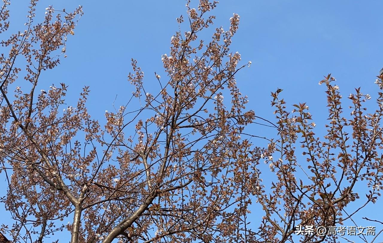 春日暖阳蓝天之下，树枝绽放着新生的希望。🌸🌿