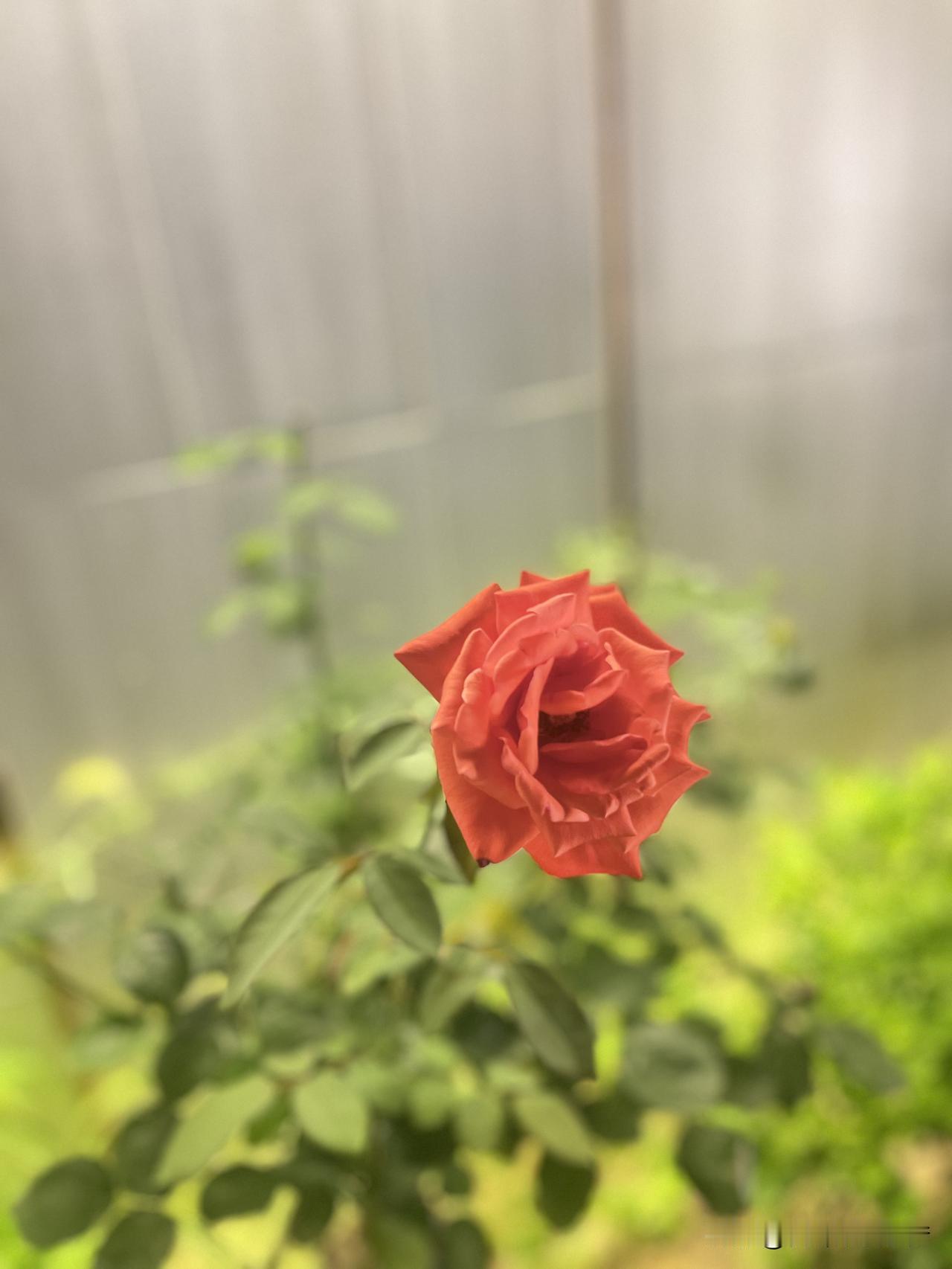 炎炎夏日，依然抵挡不住红色的热情。