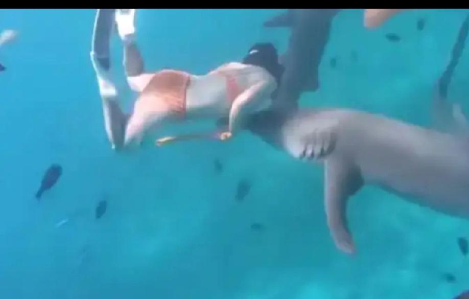 女子在生理期潜水被鲨鱼咬伤，为何海洋生物似乎更“偏爱”此时下水的她？
2025年