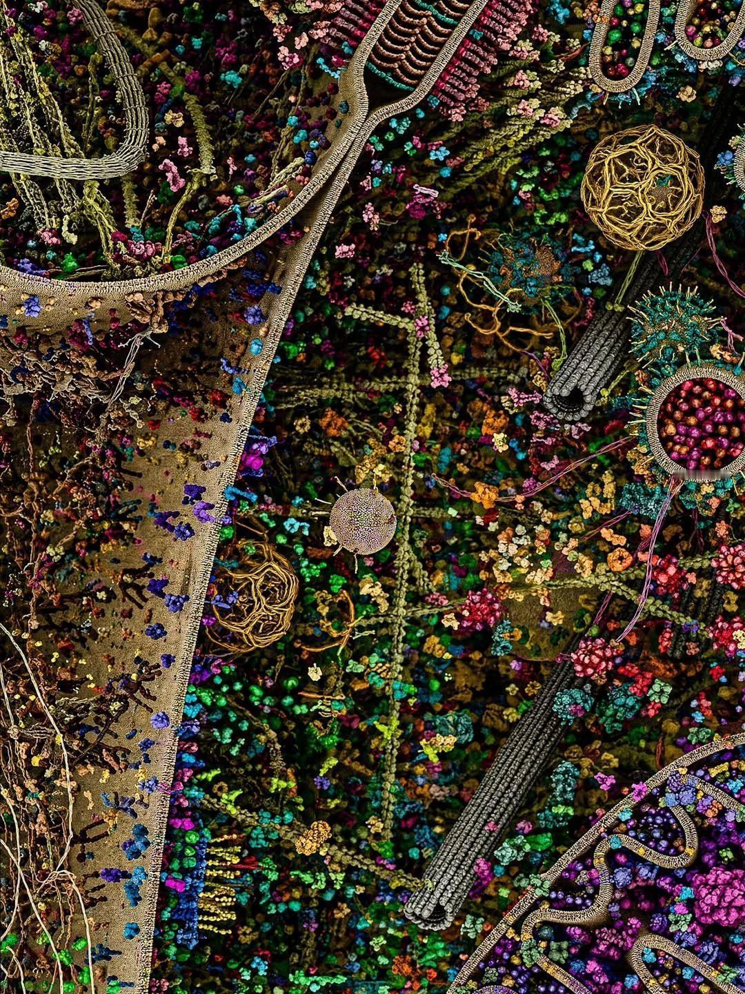 这是一张号称“最详细的人类细胞视图”的图片，但实际是艺术化3D渲染图，用不同颜色