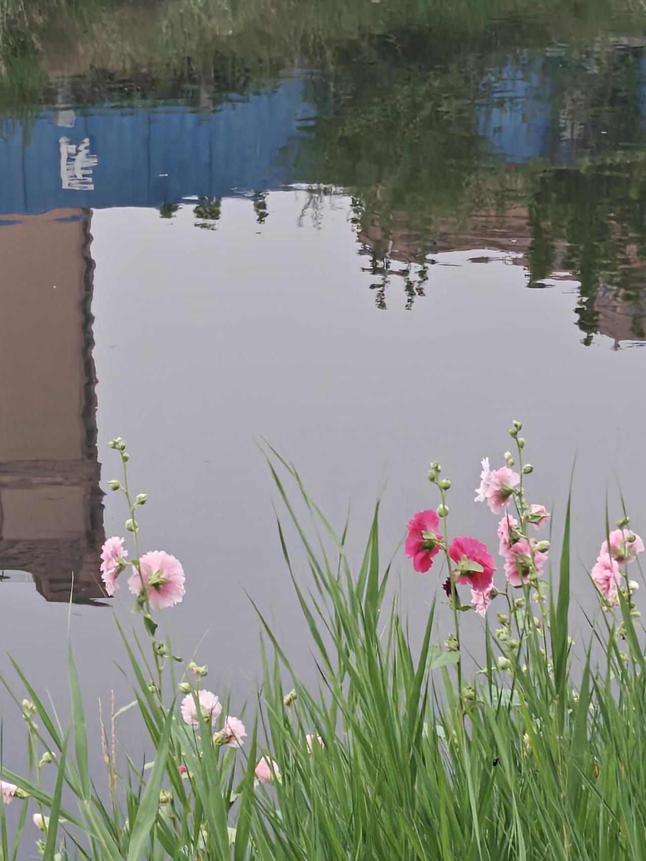 夏日的小河生机勃勃，小河里鱼儿不时跳起，泛起涟漪，两边临水处芦苇肆意生长，有几处