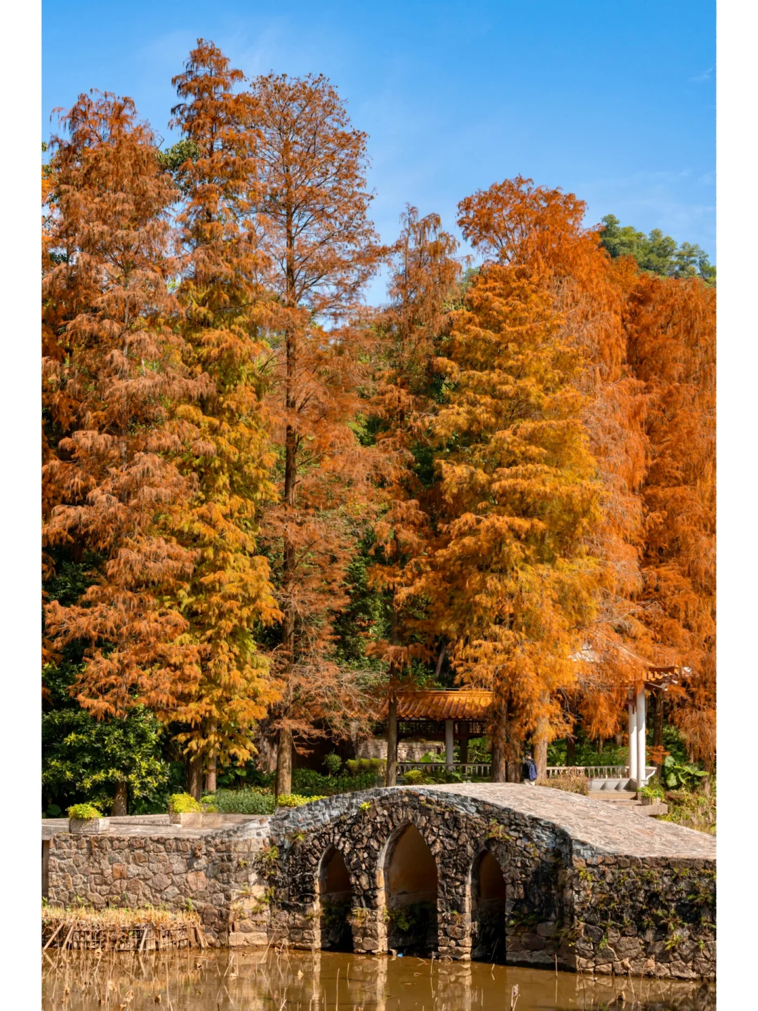 冬日里的油画，仙湖的落羽杉从未让我失望